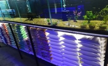 Acuario Petromex