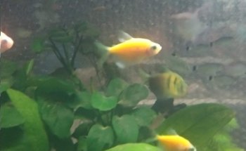 The Fish Garden