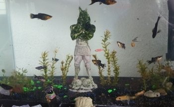 The Fish Garden