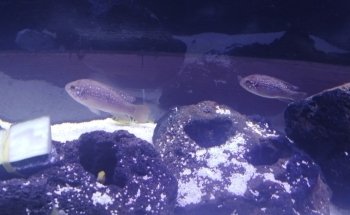 The Fish Garden