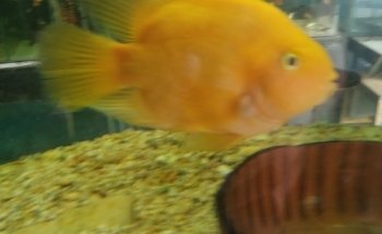 Acuario Alex