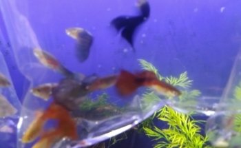 Acuario Alex