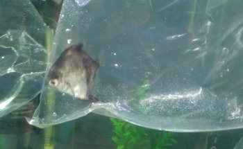 Acuario Alex