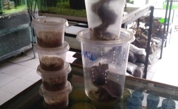 Acuario Alex