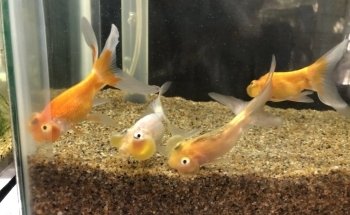 EDUSOM Aquarium
