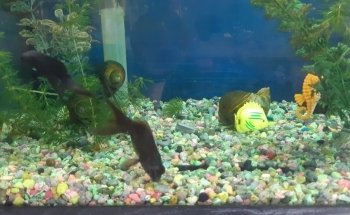 Mega Aquarium