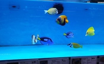 Fantasea Aquariums