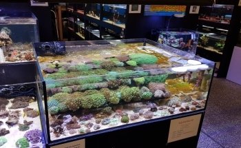 Fantasea Aquariums