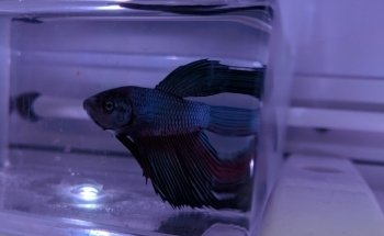 Fantasea Aquariums