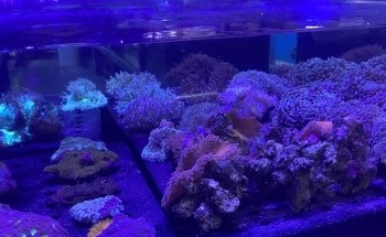 Fantasea Aquariums