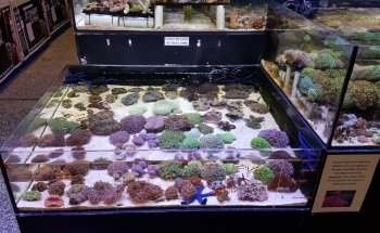 Fantasea Aquariums