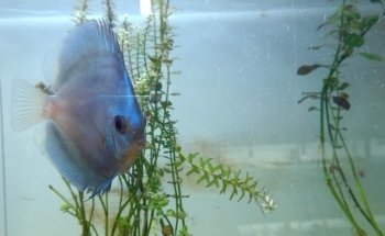 Acuario 