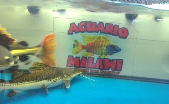 Acuario 