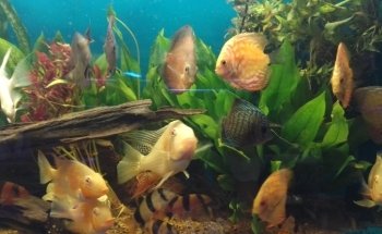 Acuario 