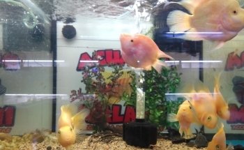 Acuario 