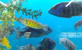 Acuario 