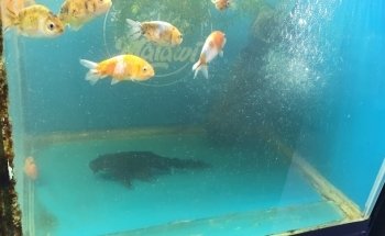 Acuario 