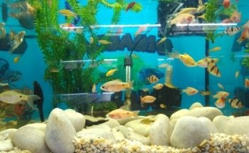 Acuario 
