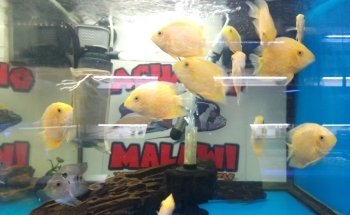 Acuario 