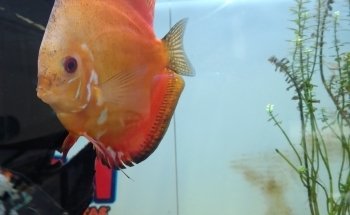Acuario Malawi
