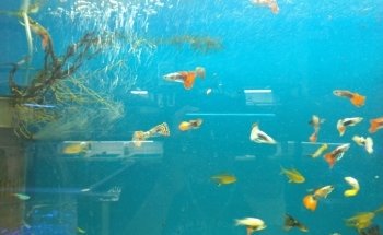Acuario 