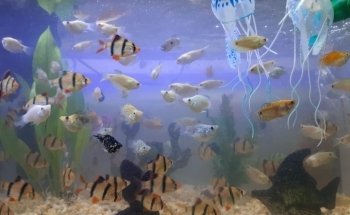 Acuario Aquarium
