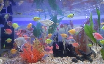 Acuario Aquarium