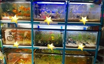 Acuario Aquarium