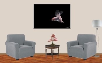 Bettas Hinojosa Collection
