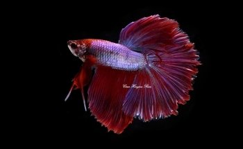 Colección Bettas Hinojosa