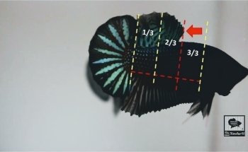 Bettas Hinojosa Collection