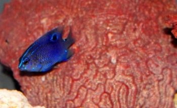 Bettas Hinojosa Collection