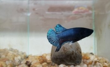 Bettas Hinojosa Collection