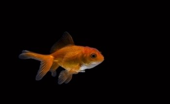Bettas Hinojosa Collection