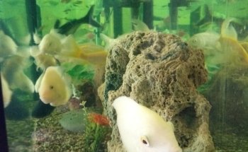 Acuario U&V