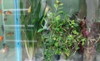 Acuario U&V