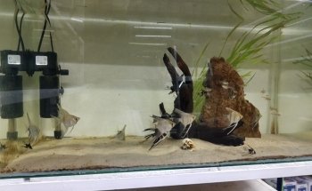 Acuario U&V