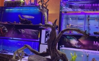 My Fish Room AGS