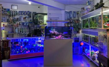 Los Michis Xalapa tienda de mascotas