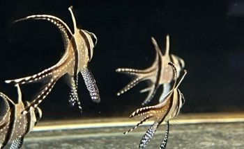 Canberra Marine