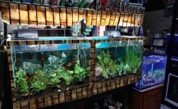 Acuario JAH Fish