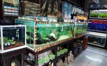 Acuario JAH Fish