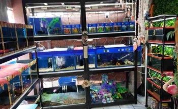 Acuario JAH Fish