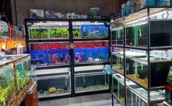 Acuario JAH Fish
