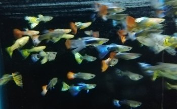 Acuario Goldfish Oranda Paisajismo