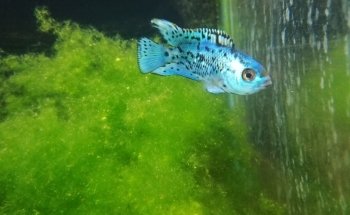 Acuario Goldfish Oranda Paisajismo