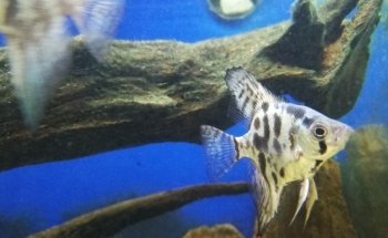 Acuario Goldfish Oranda Paisajismo