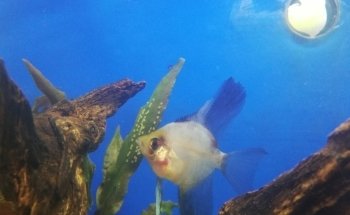 Acuario Goldfish Oranda Paisajismo