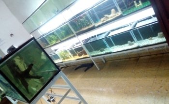 Acuario Goldfish Oranda Paisajismo