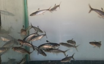 Acuario Goldfish Oranda Paisajismo